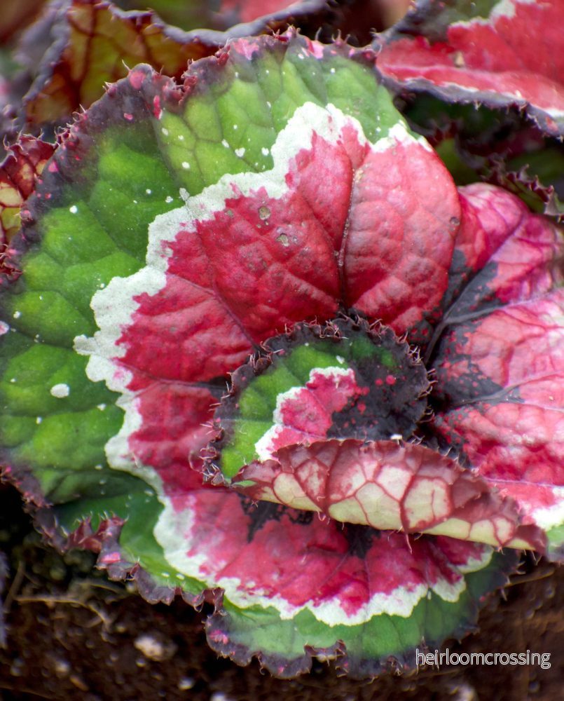 Begonia rex 'macarena' - Bild 3