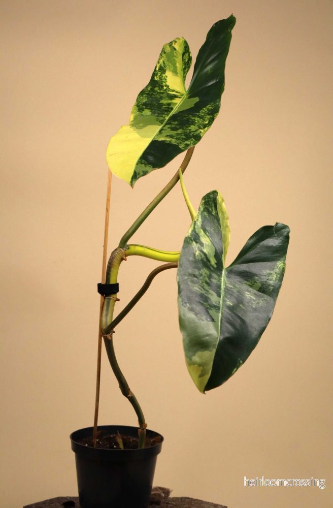Philodendron 'Burle Marx Variegata' - Bild 2