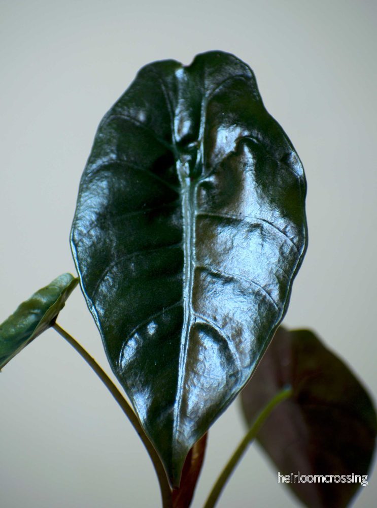 Alocasia Chantrierii - Bild 3