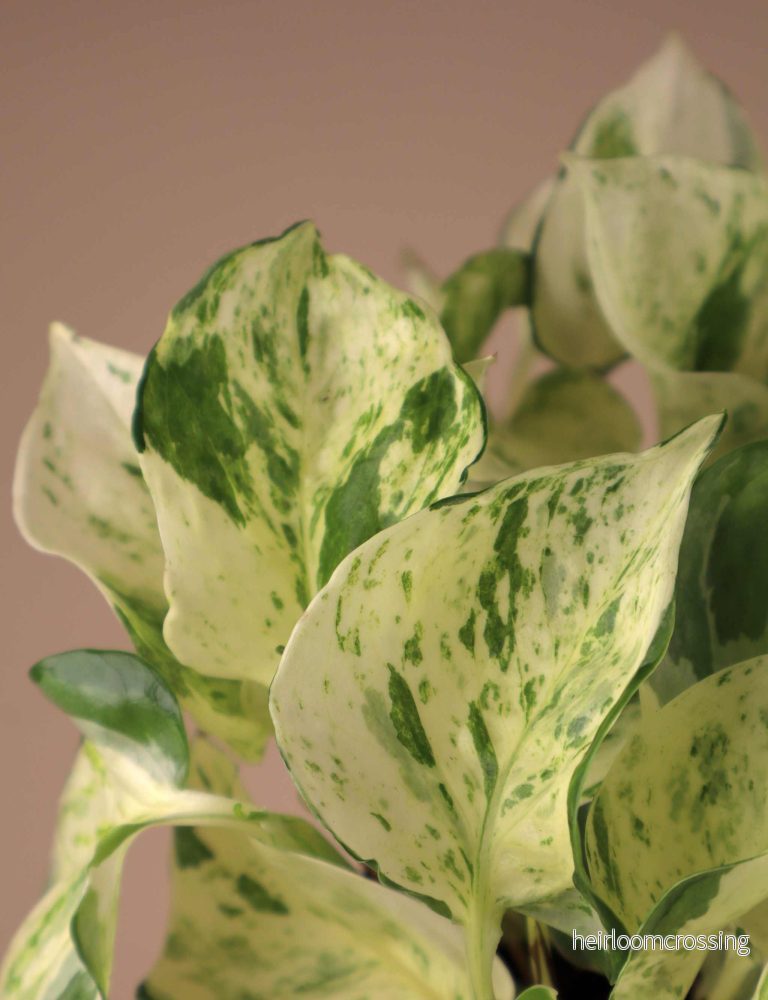 Epipremnum aureum 'Manjula' - Bild 3