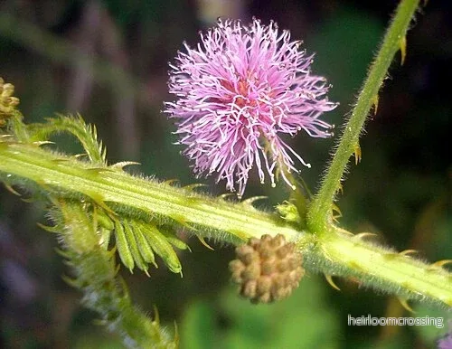 Jätteblygmjuka (Mimosa diplotricha) | frö, 10 st. - Bild 3