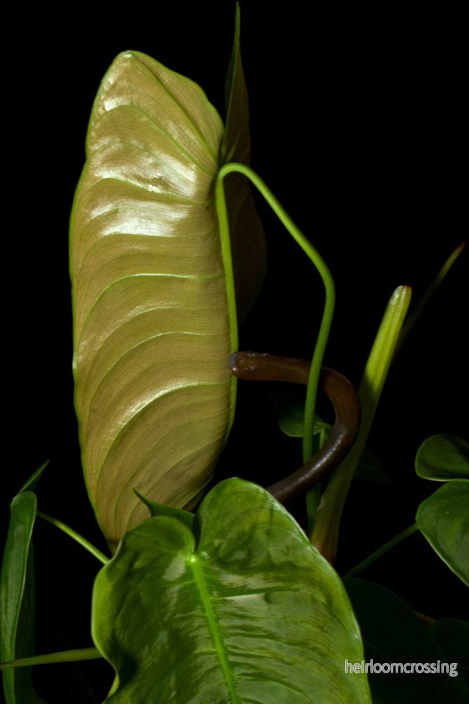 Philodendron sharoniae - Bild 2
