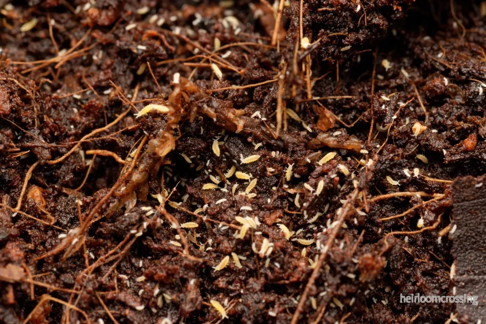 Gula springstjärtar (Ceratophysella ella "gul") | ca. 30 st.