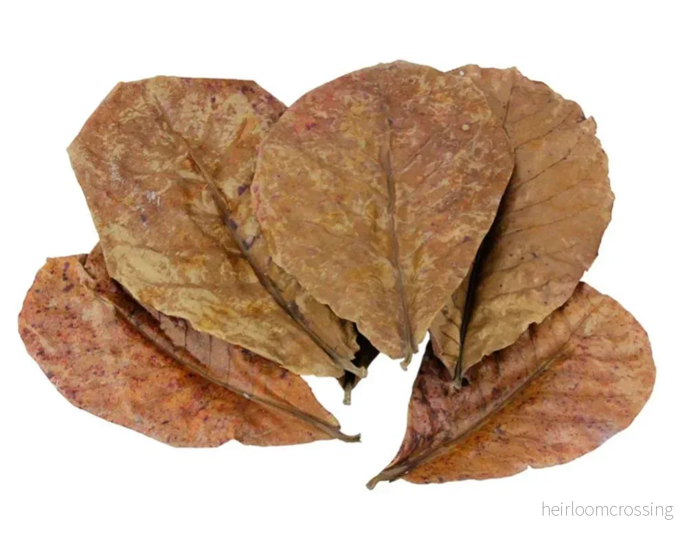 Indisk mandel (Terminalia catappa) | frön, 3 st. - Bild 3