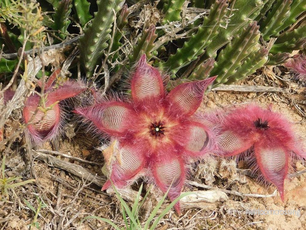 Stapelia hirsuta