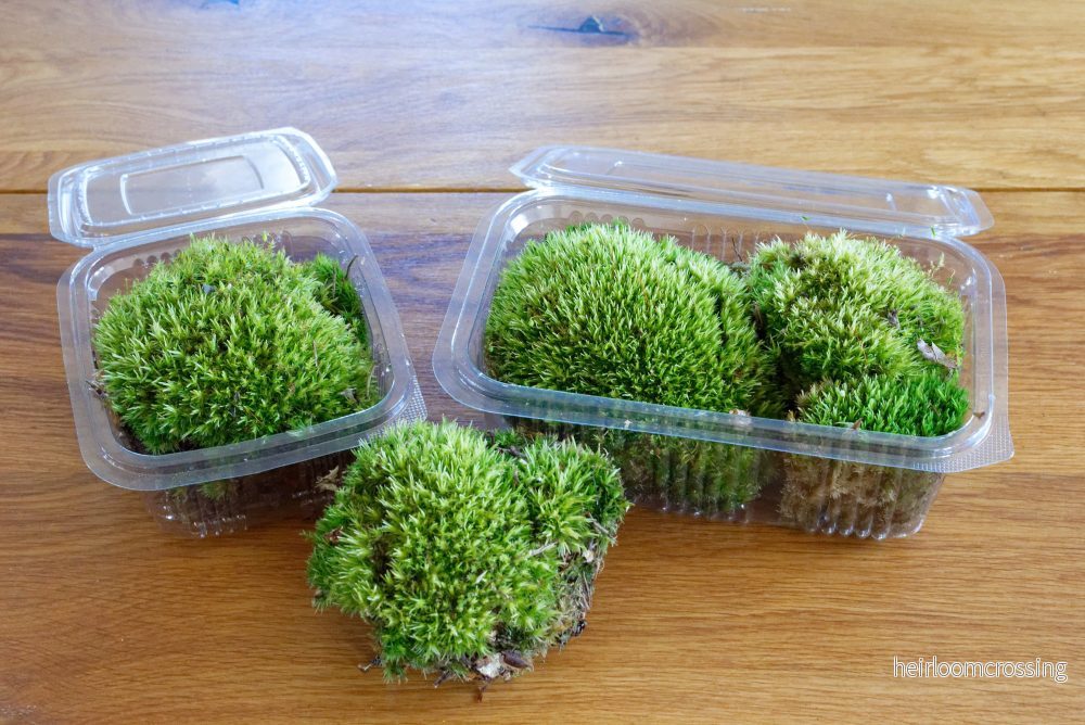Terrariummossa: Vanlig vitmossa (Leucobryum glaucum)