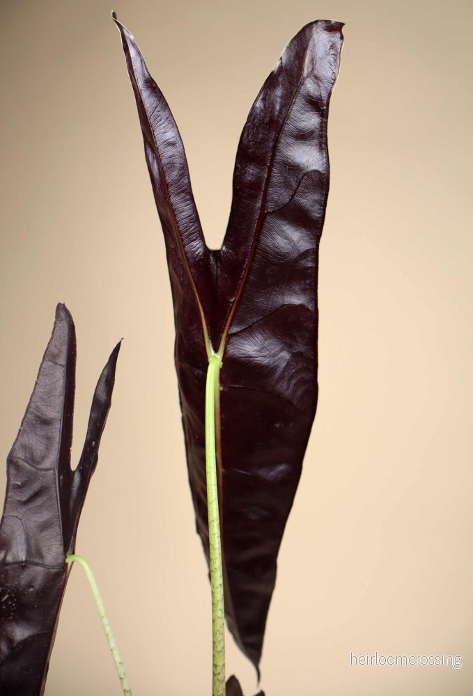 Alocasia longiloba 'purple' - Bild 3