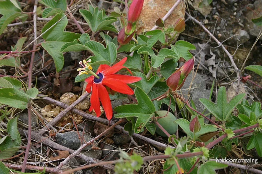 Röd passionsfrukt (Passiflora manicata) | frön, 15 st. - Bild 3