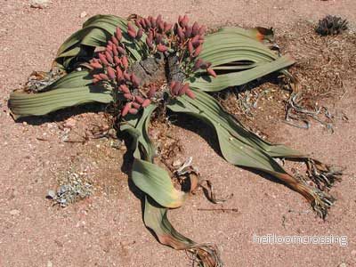 Ökenblad (Welwitschia mirabilis) | frön, 5 st.