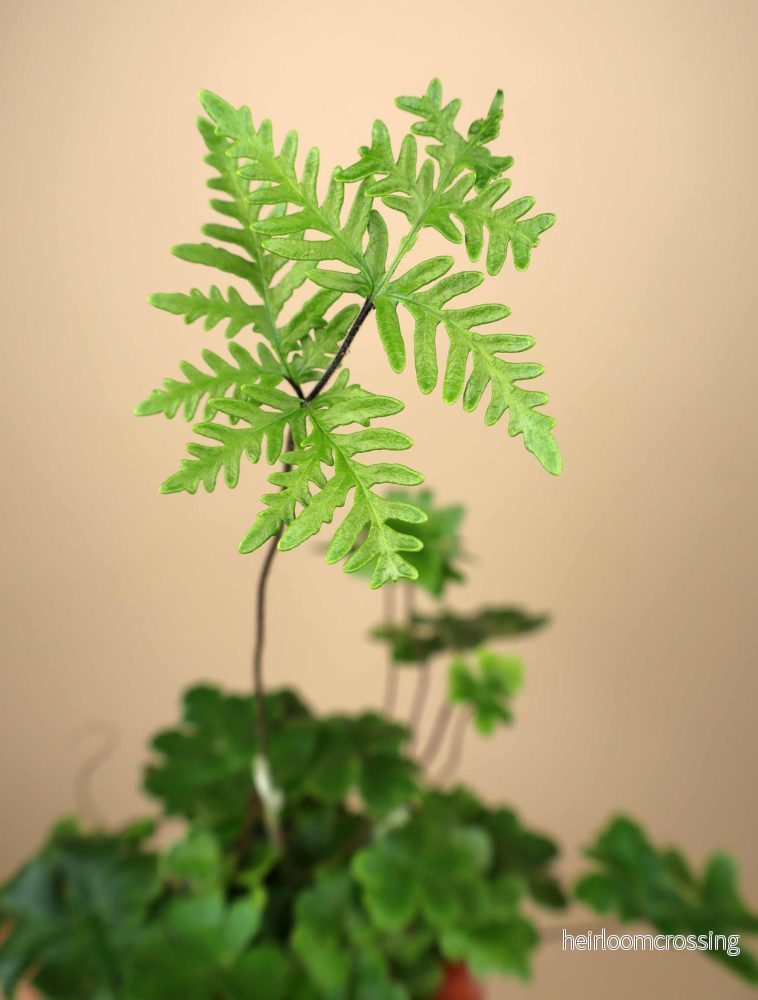Doryopteris cordifolia 'antenna fern' - Bild 2