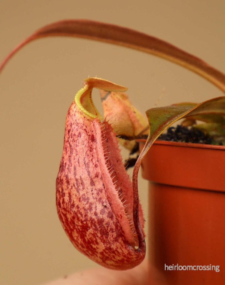 Nepenthes × 'Suki' - Bild 3
