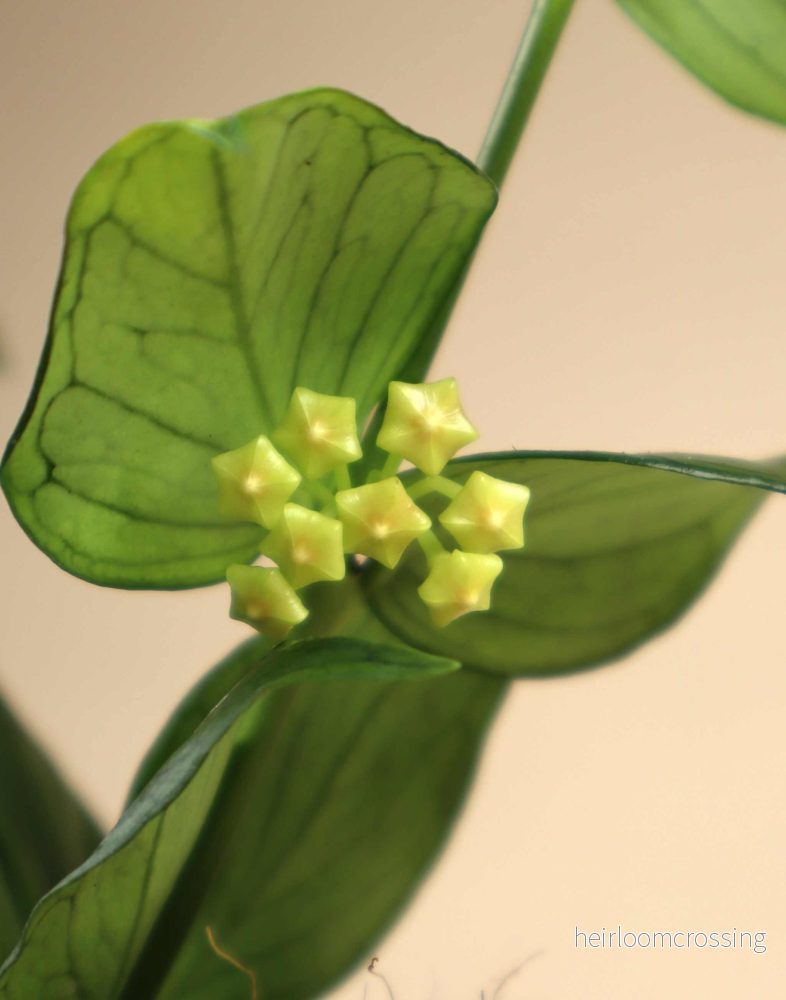 Hoya polyneura - Bild 2