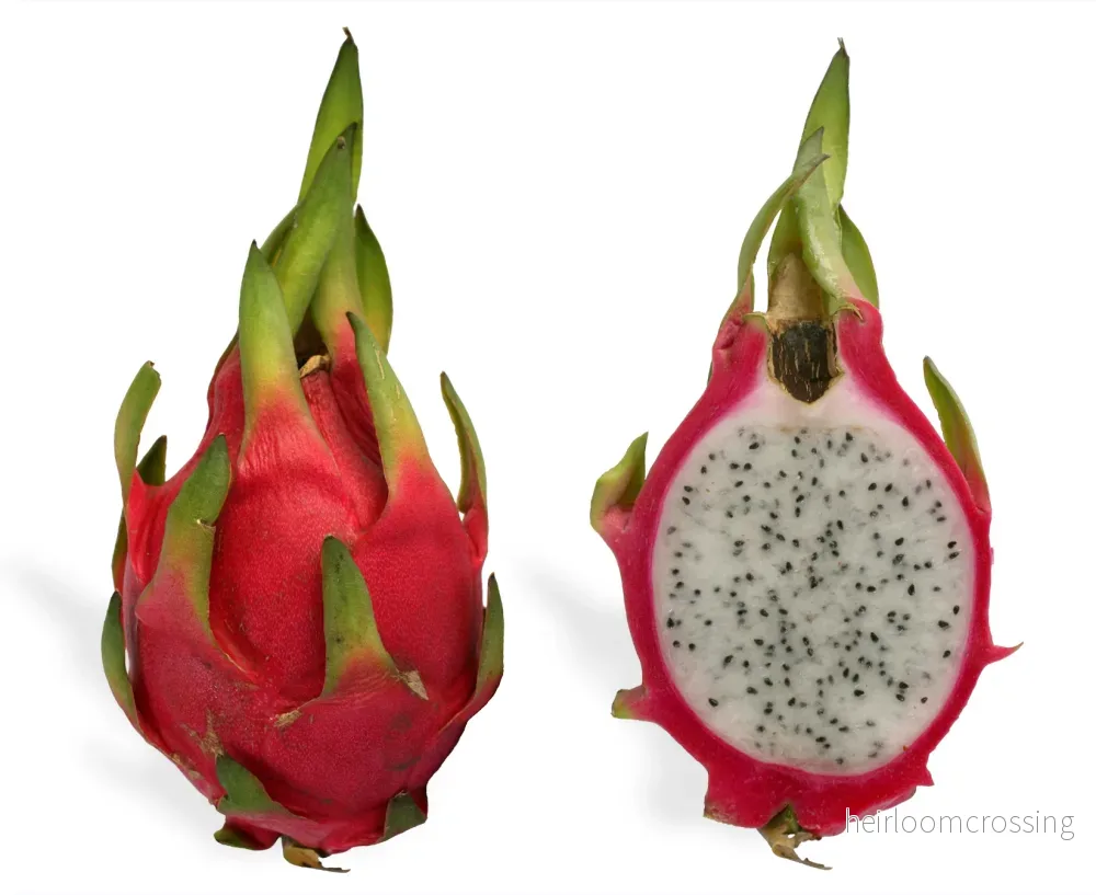 Vit drakfrukt (Hylocereus undatus) | växt - Bild 2