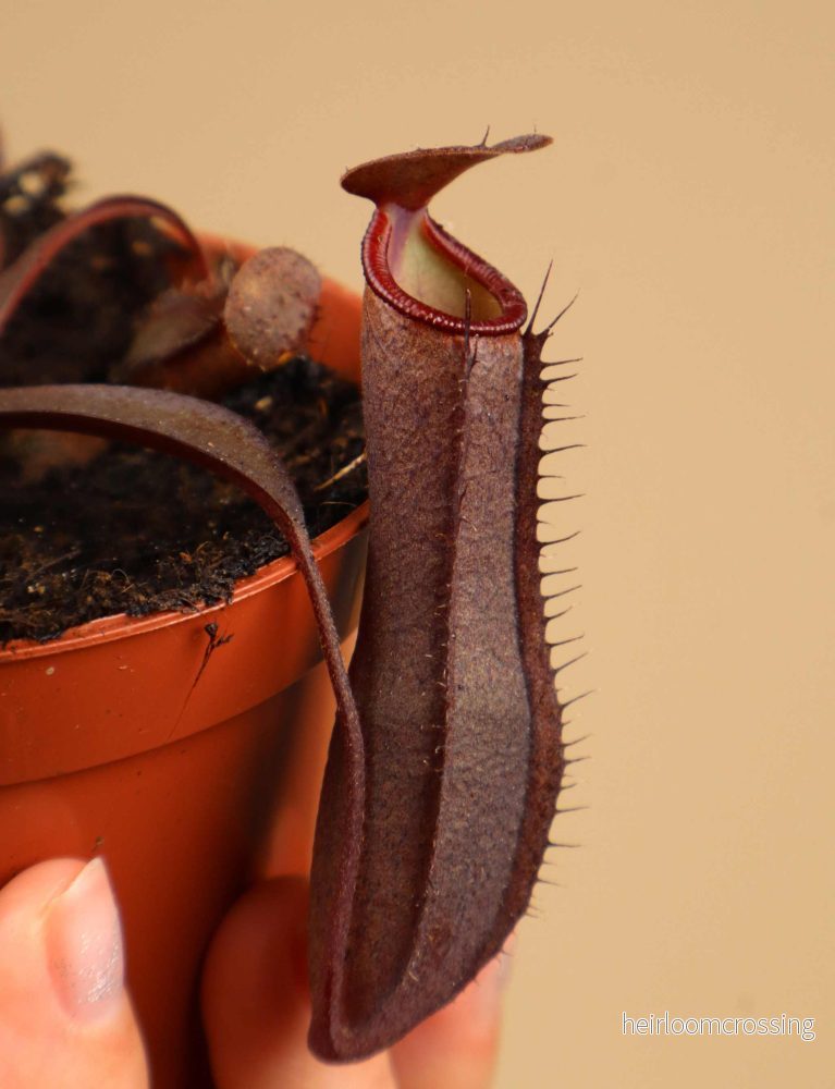 Nepenthes x Rebecca Soper - Bild 2