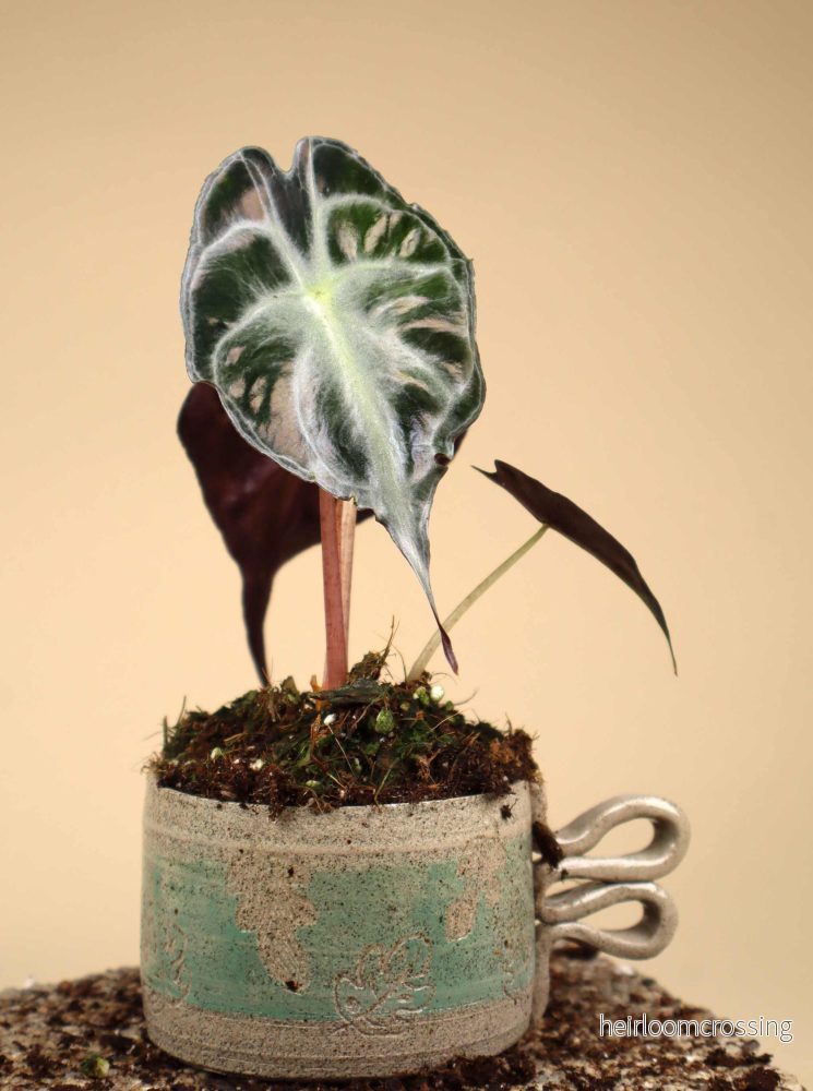 Alocasia 'Venom'