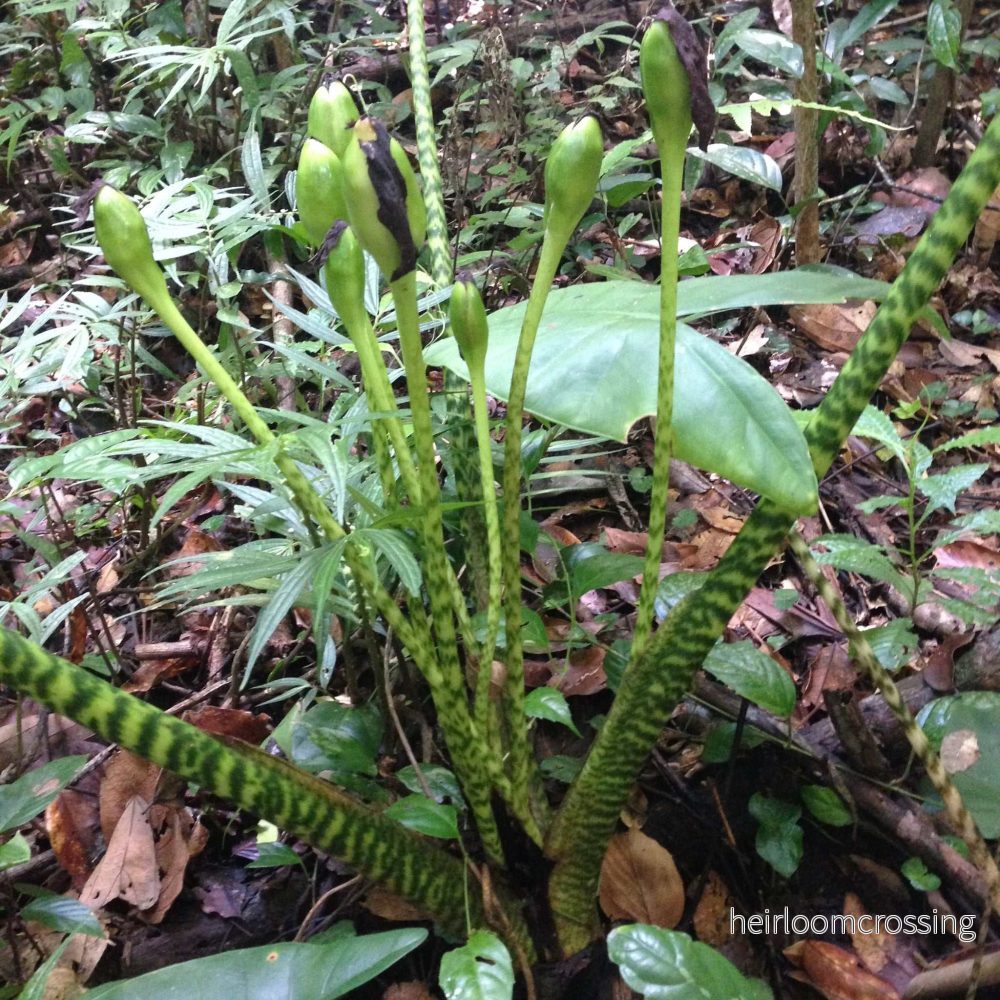 Alocasia zebrina 'Zebrasköld' - Bild 2