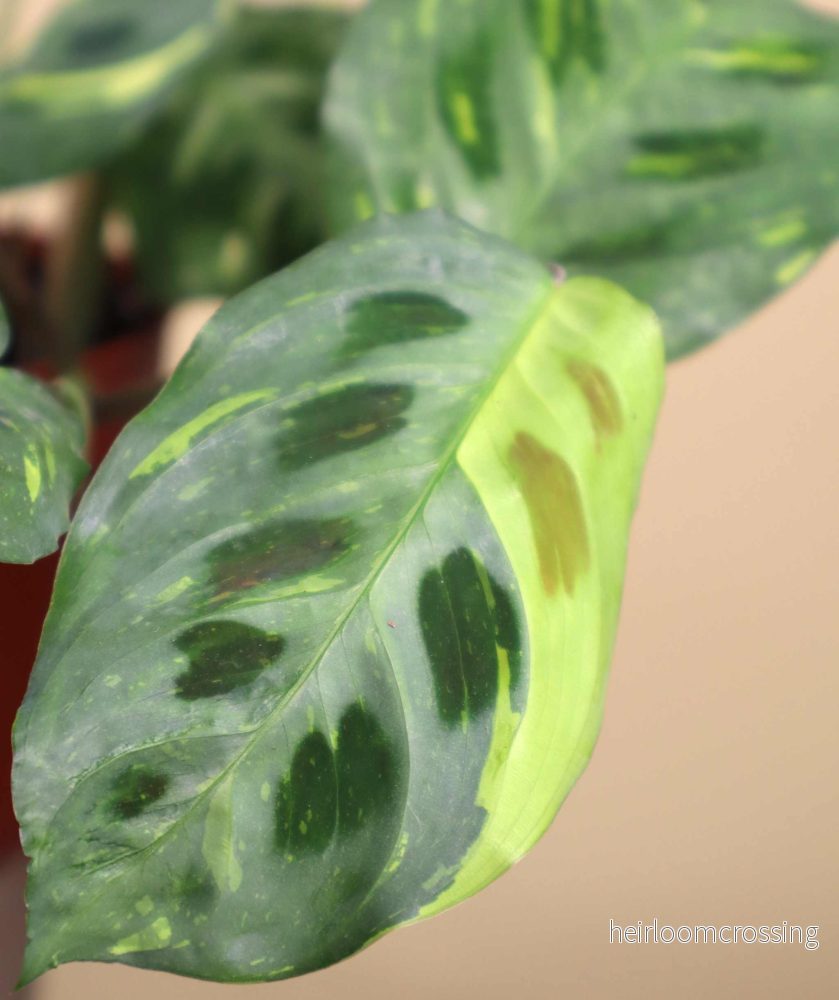 Maranta leuconeura variegata - Bild 2