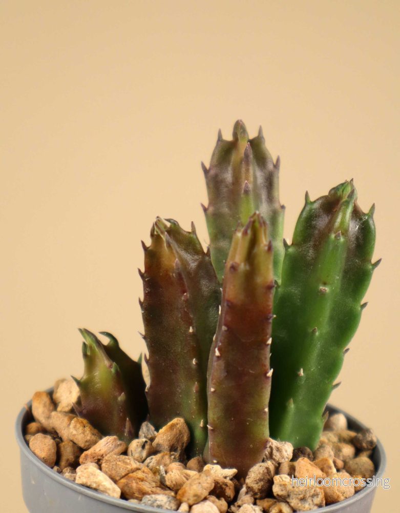 Stapelia hirsuta - Bild 2