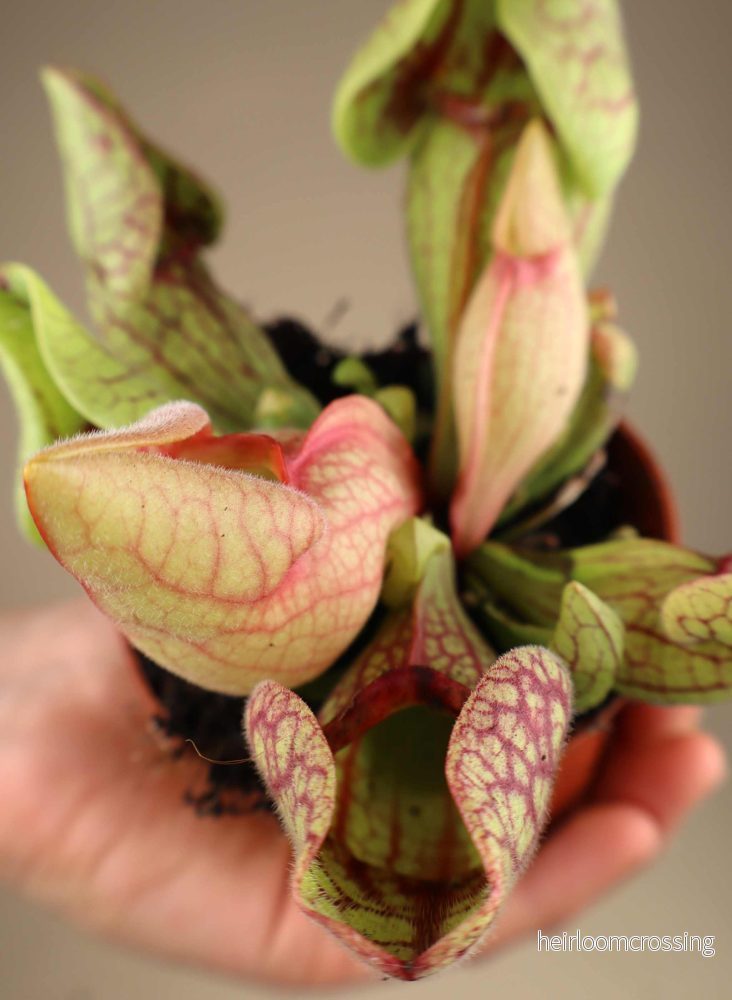 Sarracenia purpurea subsp. venosa - Bild 2