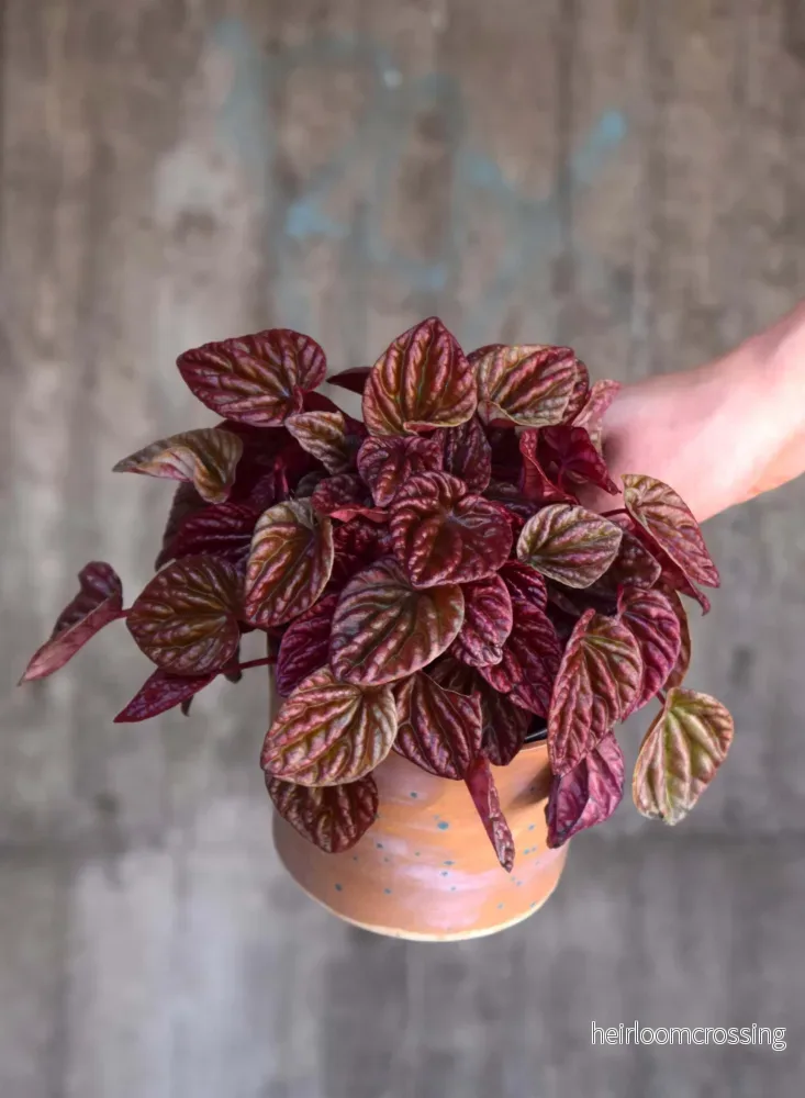 Peperomia Caperata’ Quito’ Peperomia Caperata’ Quito’