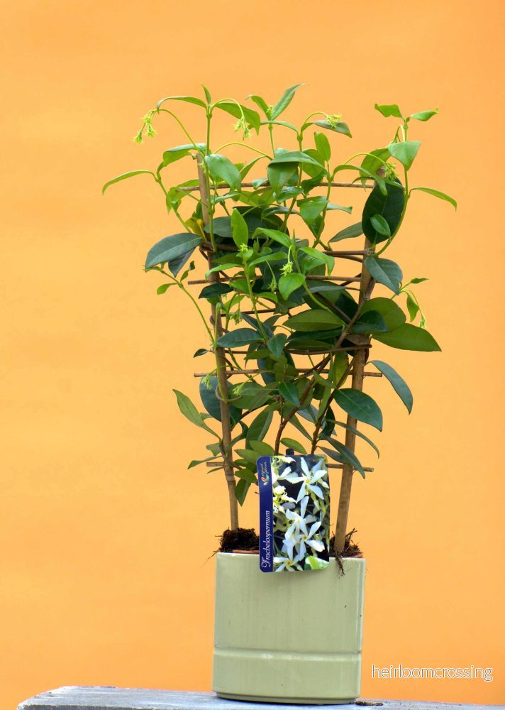 Stjärnjasmin ’Trachelospermum jasminoides’ Stjärnjasmin ’Trachelospermum jasminoides’