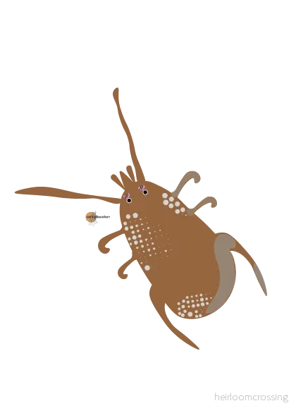 Amblyseius Cucumeris | Förebyggande Mot Trips