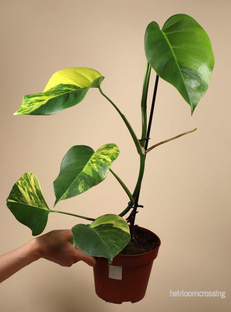 Monstera deliciosa Aurea (marmorata) - Bild 2