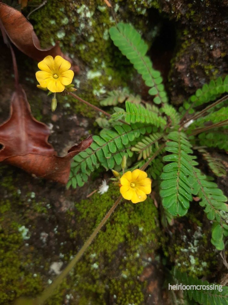 Biophytum sensitivum | Minipalm