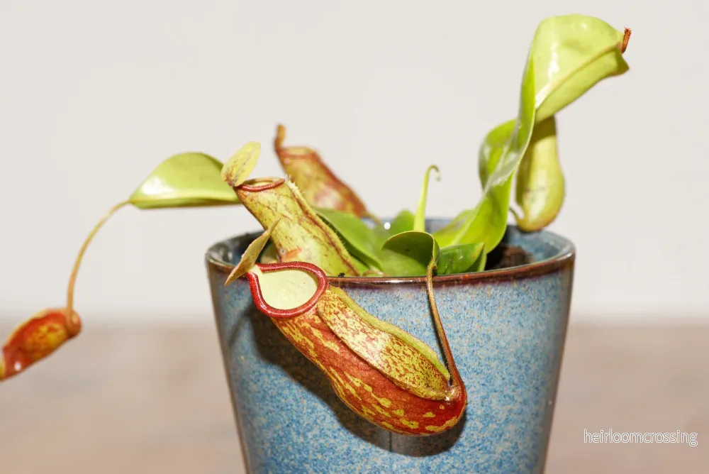 Kanna (Nepenthes x Gaya)