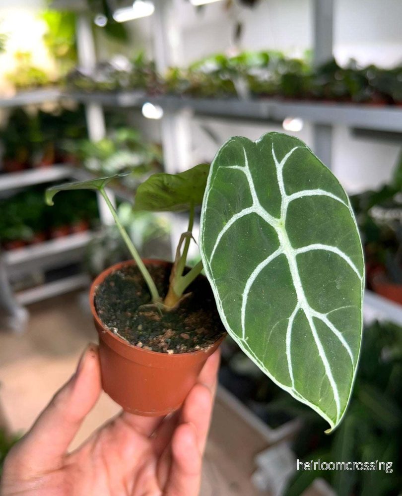 Alocasia 'watsoniana'