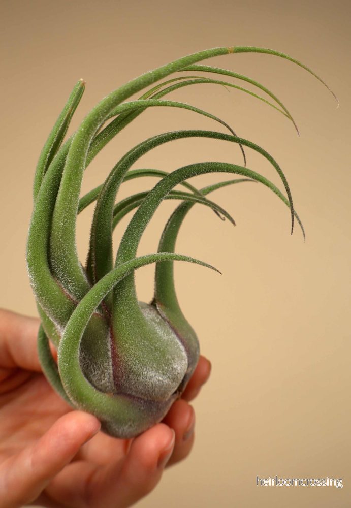 Tillandsia seleriana - Bild 3