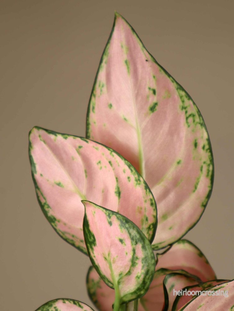 Aglaonema commutatum 'Lucky Red' - Bild 3