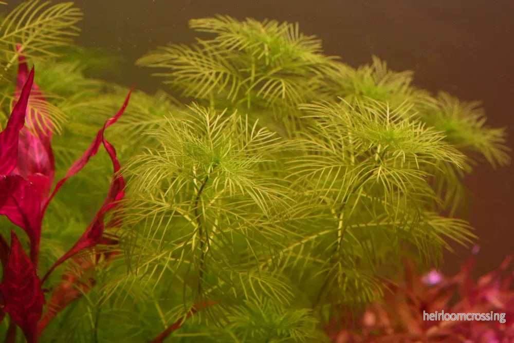 Myriophyllum mattogrossense