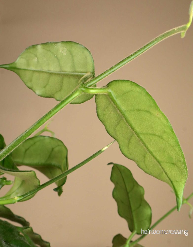 Hoya globulosa - Bild 3