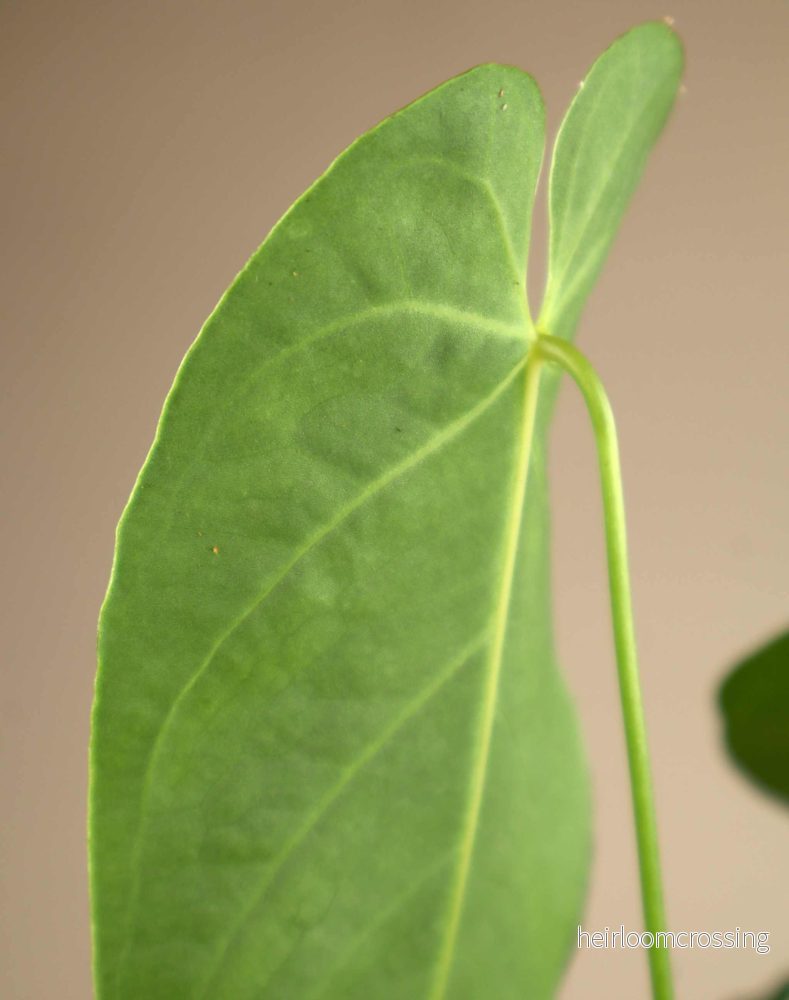 Anthurium queremalense - Bild 3