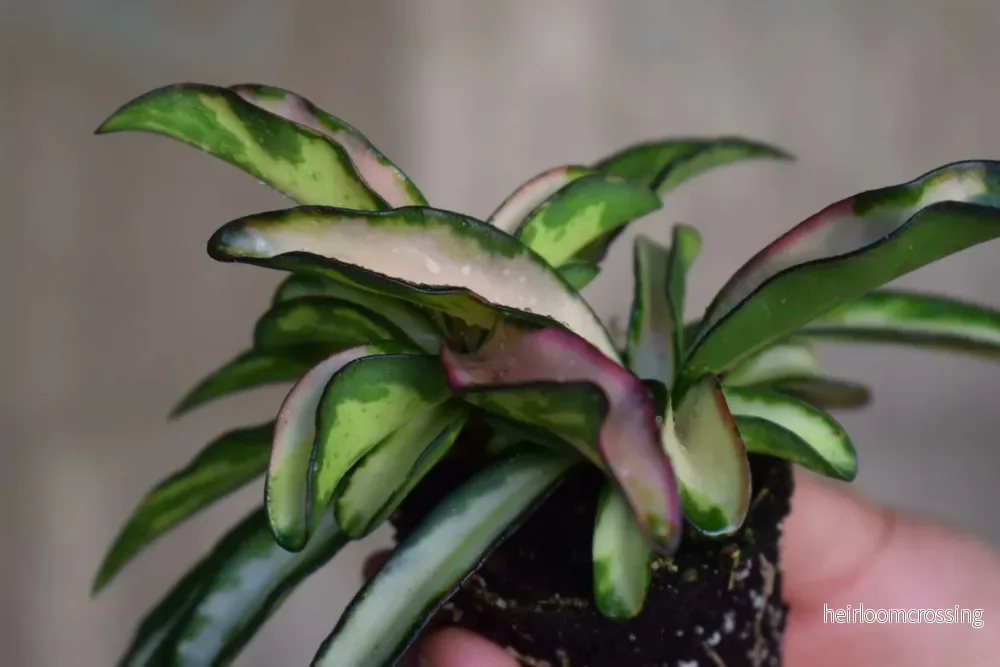 Hoya wayetii 'Tricolor' - Bild 3