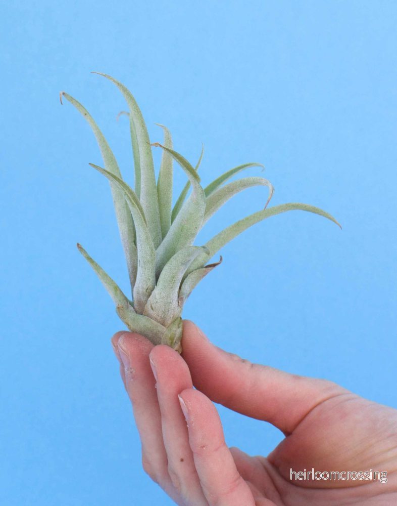 Tillandsia capitata - Bild 3