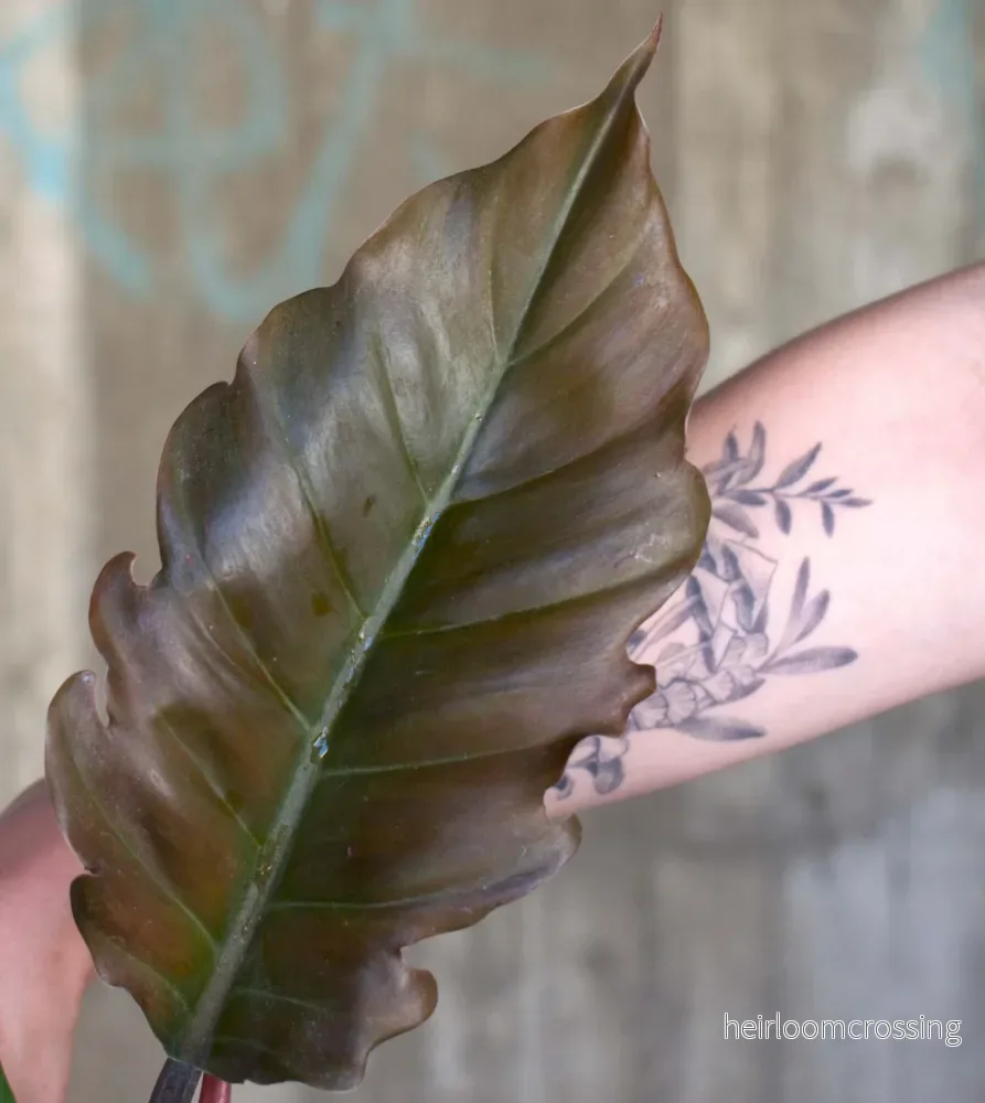 Philodendron 'Choco Empress' - Bild 2