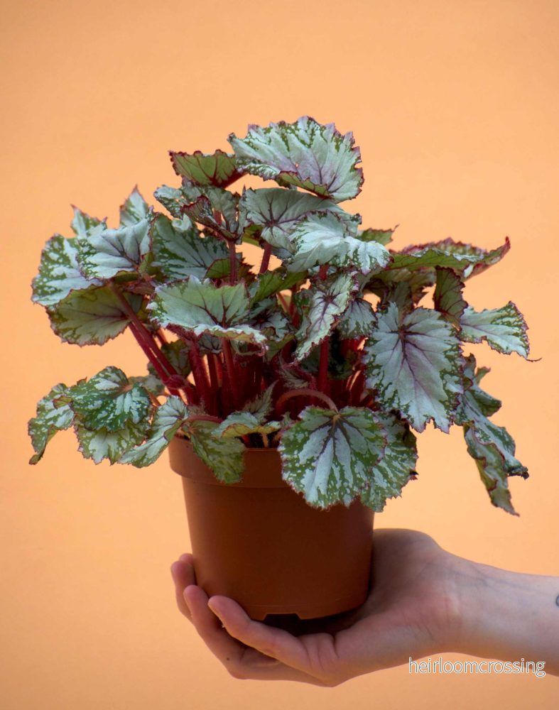 Begonia Rex 'Evening Glow' - Bild 2