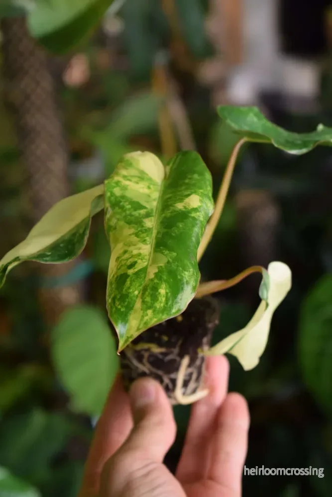 Crazy plant person starter-kit - Bild 2