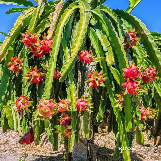 Röd drakefrukt (Hylocereus costaricensis) | växt Röd drakefrukt (Hylocereus costaricensis) | växt