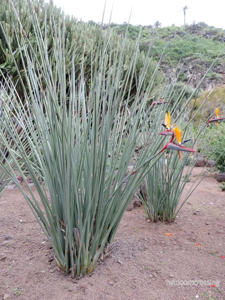 Smalbladig paradisfågelblomma (Strelitzia parvifolia) | frön, 5 st.