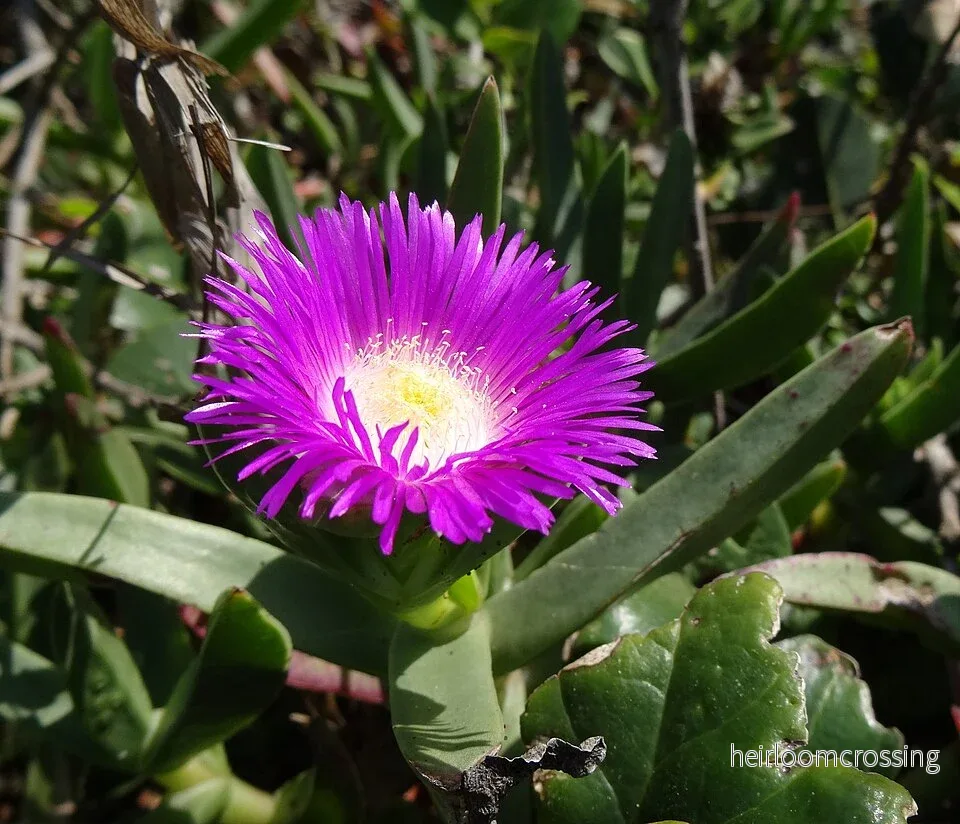 Isplanta (Carpobrotus dimidiatus) | frön, 10 st.
