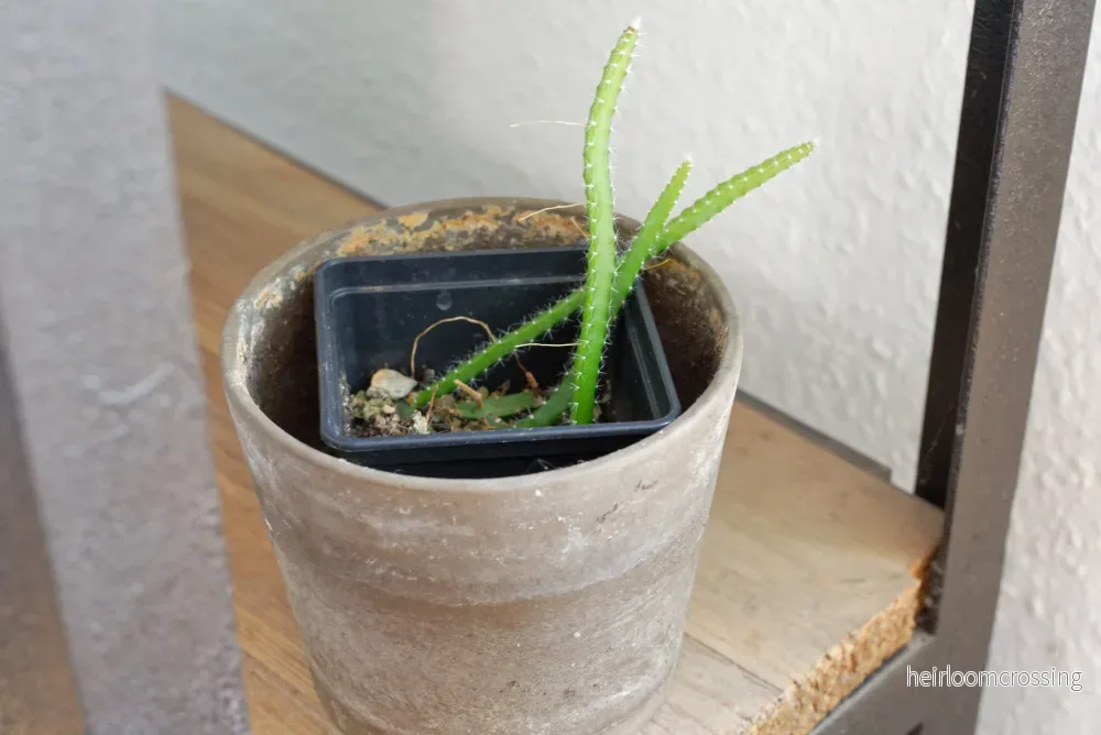 Nattens drottning (Selenicereus grandiflorus) | växt - Bild 3