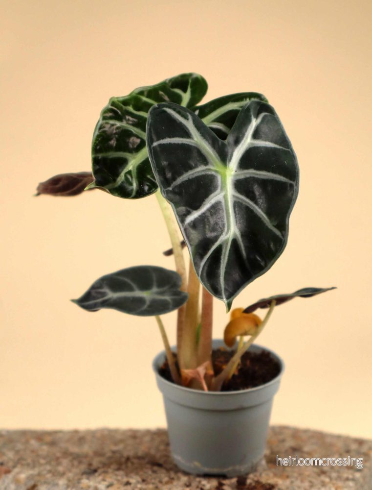 Alocasia 'Bambino' - Bild 3