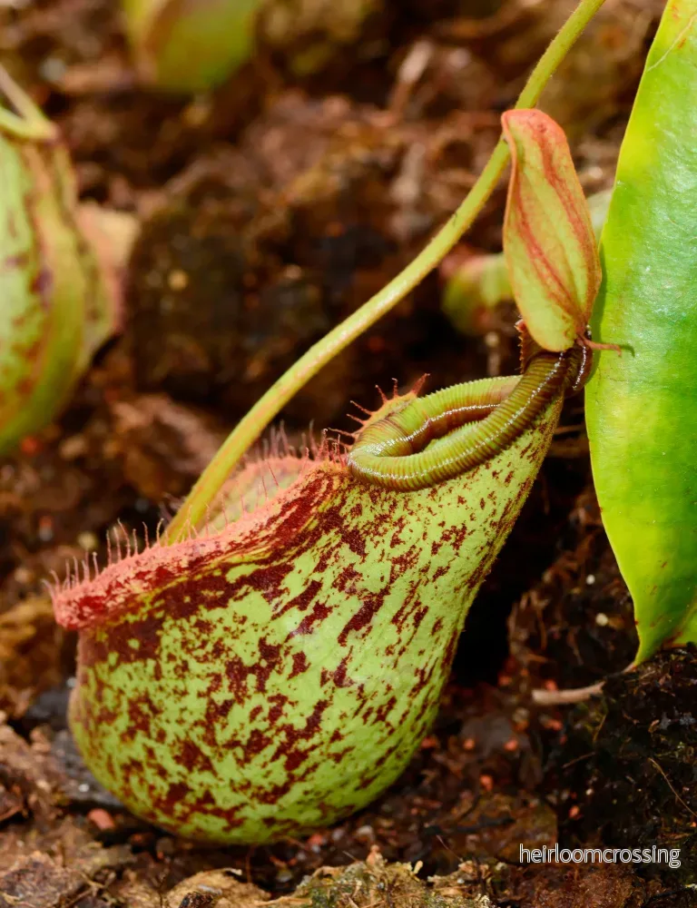 Nepenthes (Nepenthes mirabilis) | frön, 20 st.