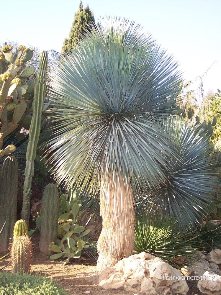 Blå silveryucca (Yucca rostrata "Blue Silver") | frön, 10 st.