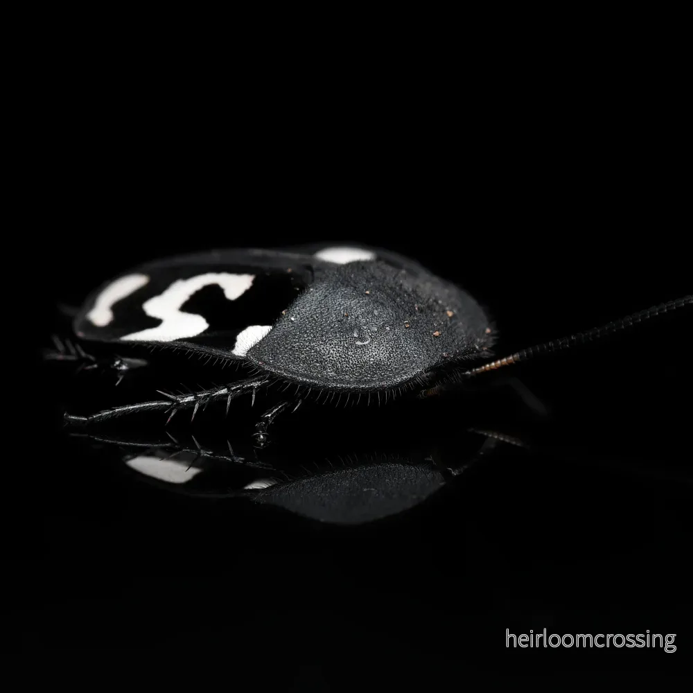 Frågetecken kackerlacka (Therea olegrandjeani) | 15 st. Frågetecken kackerlacka (Therea olegrandjeani) | 15 st.