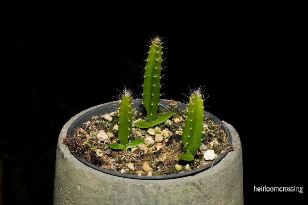 Röd drakefrukt (Hylocereus costaricensis) | växt - Bild 3