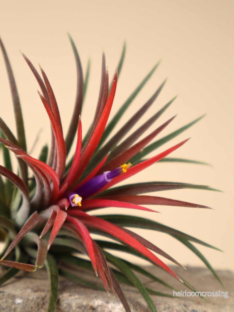 Tillandsia ionantha
